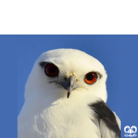 گونه کورکور بال سیاه Black-winged Kite